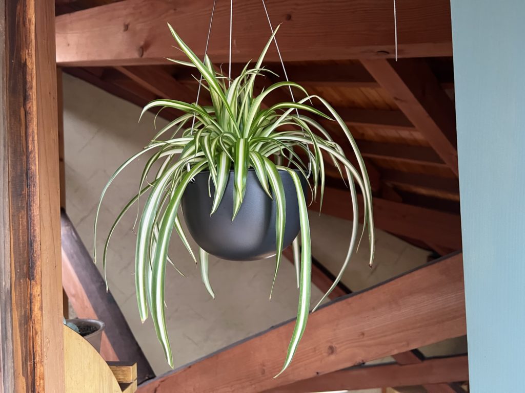 【観葉植物 】オリヅルラン オリヅルラン〜吊り鉢が似合う – KOH's VIEW 4.0